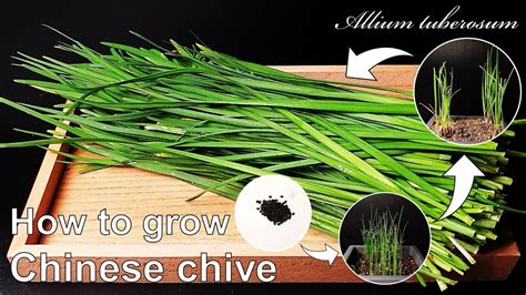 種韭菜|如何用種子種韭菜，種一次吃多年 How to grow Chives from。